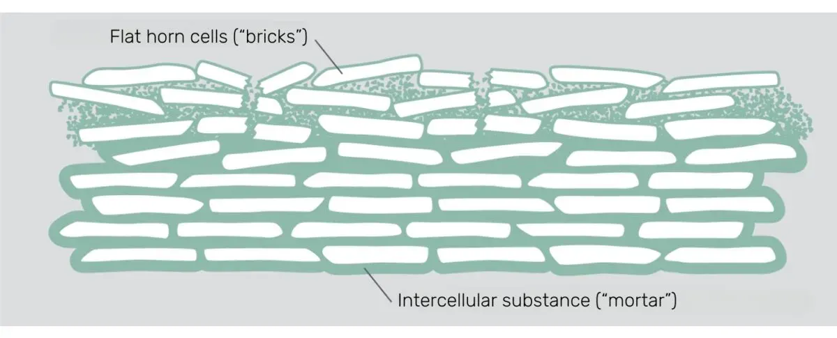 Diagram of a strained horny layer: the flat horn cells (“bricks”) lie loose and out of line, and the intercellular substance (“mortar”) between them has gaps.