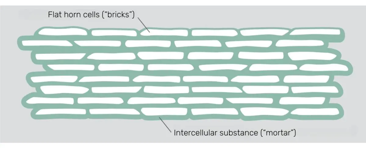 Diagram of the horny layer as a brick wall: flat horn cells as “bricks”, held together by intercellular substance as “mortar”.