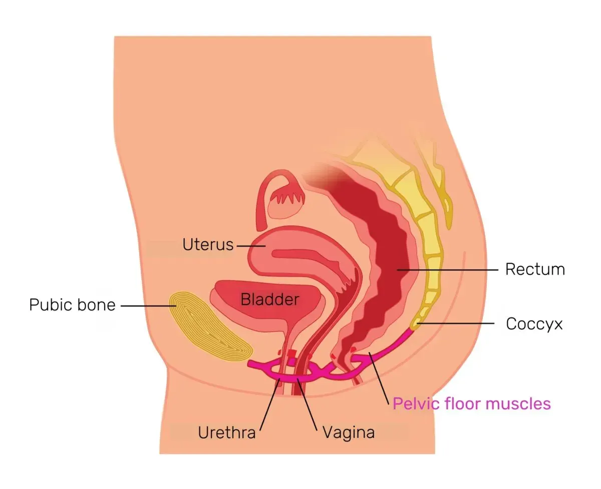 Diagram of the female pelvis in side view, labelling the uterus, bladder, urethra, vagina, rectum, pubic bone, coccyx and pelvic floor muscles.
