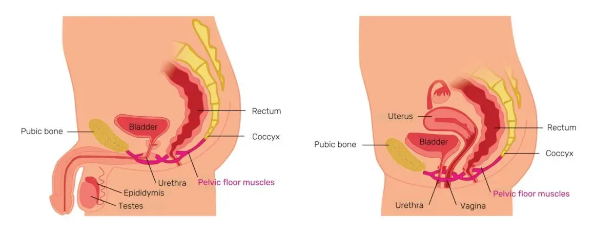 Diagram of the male and female pelvis in side view, labelling the bladder, urethra, rectum, pubic bone, coccyx and pelvic floor muscles, in the man also the testes and epididymis, in the woman also the uterus and vagina.
