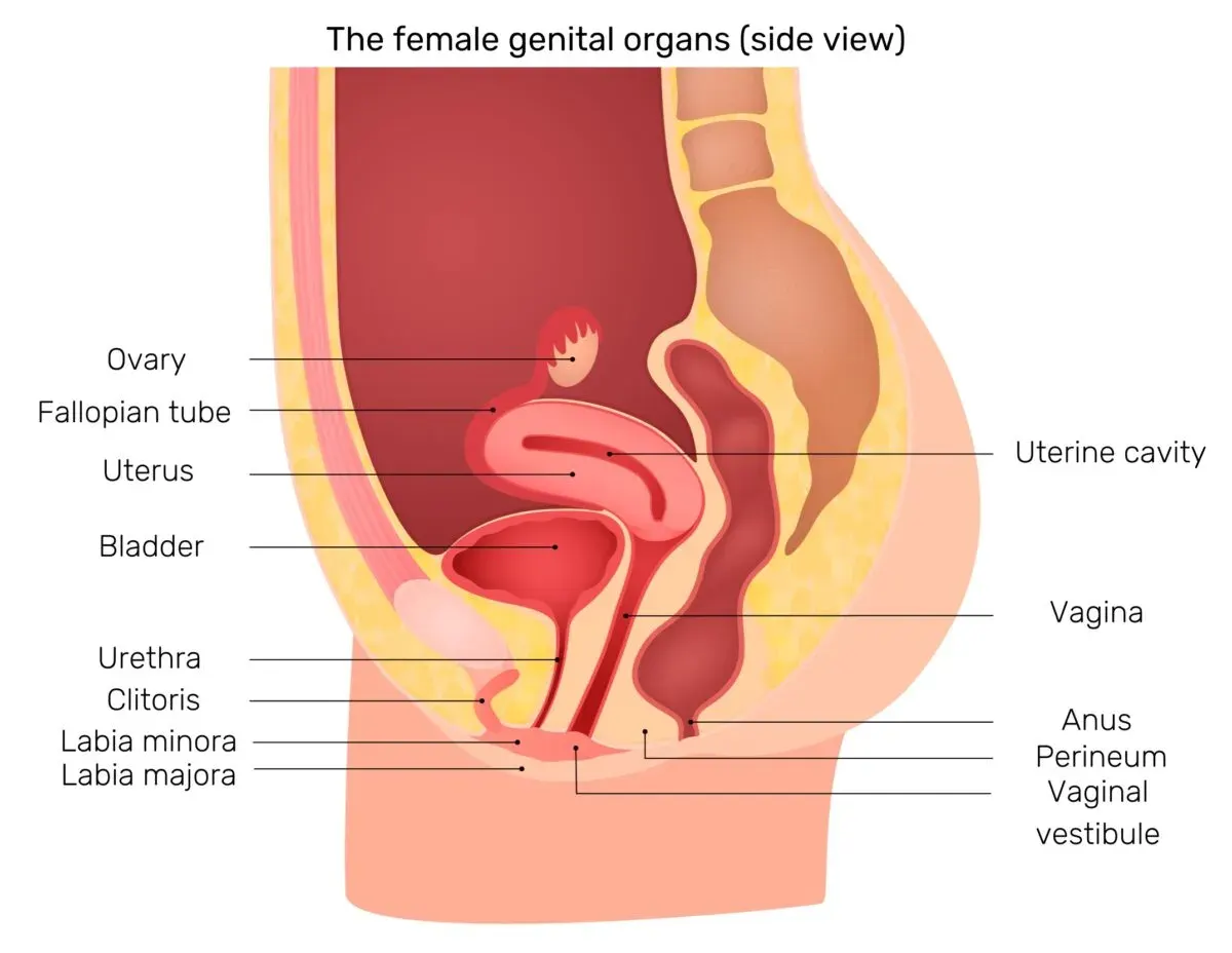 Side-view diagram of the female genital organs, labelled: ovary, fallopian tube, uterus, uterine cavity, bladder, urethra, clitoris, labia minora, labia majora, vagina, anus, perineum and vaginal vestibule.
