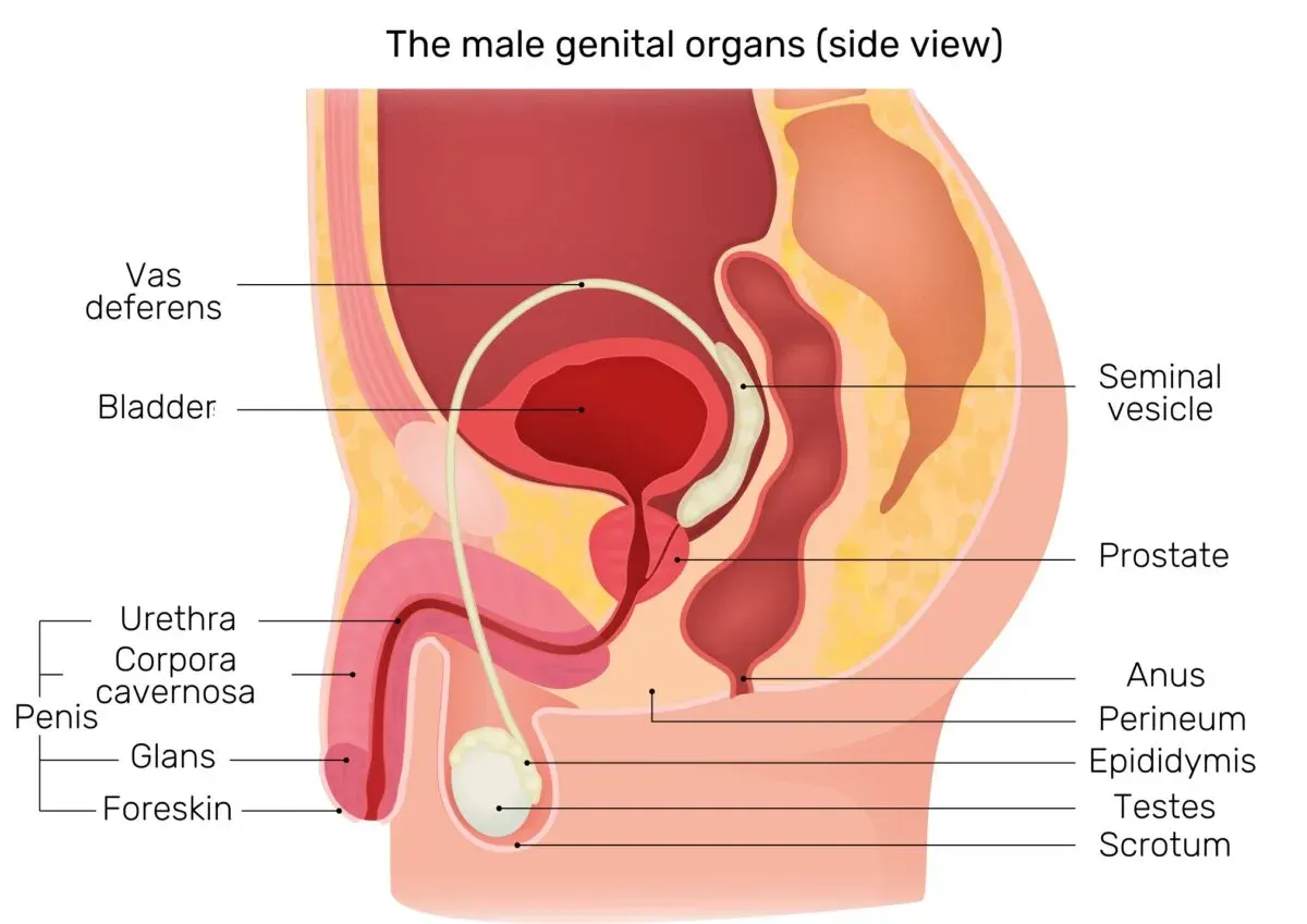 Side-view diagram of the male genital organs, labelled: vas deferens, bladder, seminal vesicle, prostate, urethra, corpora cavernosa, glans and foreskin of the penis, anus, perineum, epididymis, testes and scrotum.